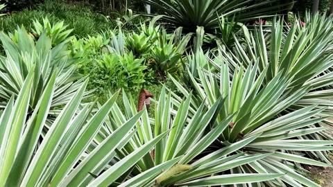 Variegated spanish dagger plant growing in a garden Stock Footage 335287367