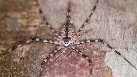 Variegated spider legs stretched out on a tree trunk Stock Footage 71613124