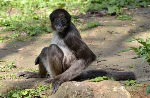 Variegated spider monkey sitting on ground Stock Photos