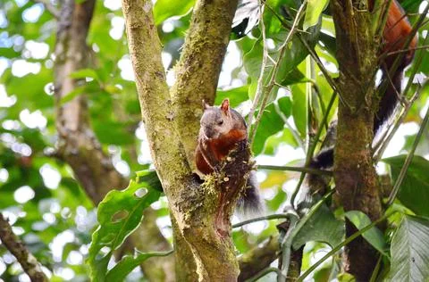 Variegated Squirrel climbing in a tree Stock Photos