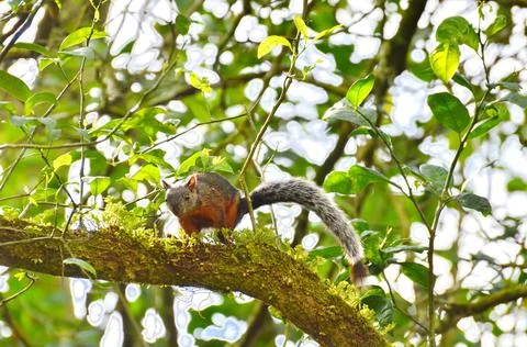 Variegated Squirrel climbing in a tree Stock Photos