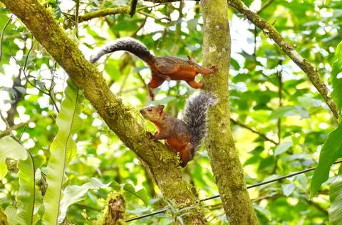Variegated Squirrel climbing in a tree Stock Photos