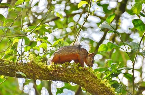Variegated Squirrel climbing in a tree Foto stock