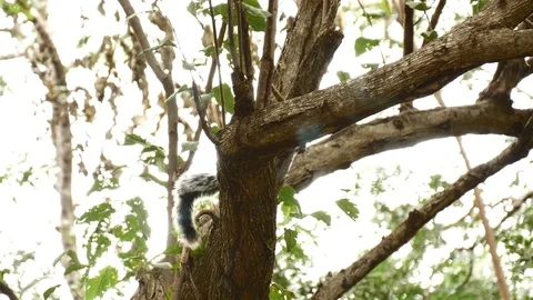 Variegated squirrel Stock Footage 126791178