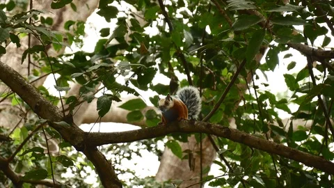 Variegated squirrel looking interested Stock Footage 126791041