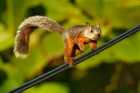 Variegated squirrel - Sciurus variegatoides is tree squirrel in the genus Sci Stock Photos