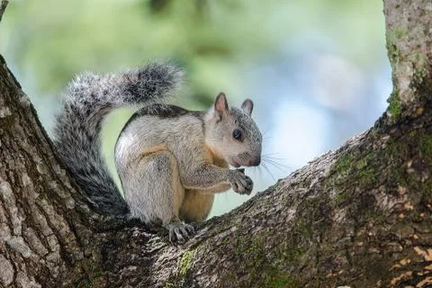 Variegated squirrel seen from the side resting on a tree Stock Photos