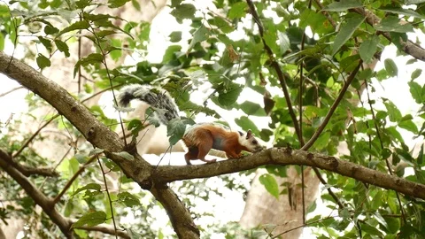 Variegated squirrel tight Stock Footage 126791106