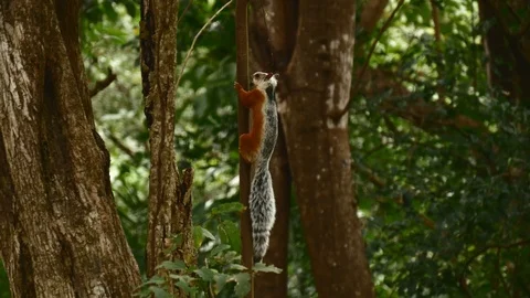 Variegated squirrel on vine Stock Footage 126791017