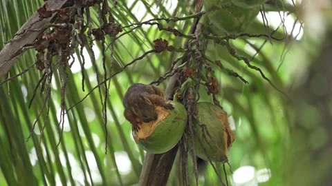 Variegated Squirrels (Sciurus variegatoides) eats coconut Stock-Footage 156862634