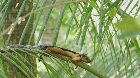 Variegated Squirrels (Sciurus variegatoides) 動画素材 156862644