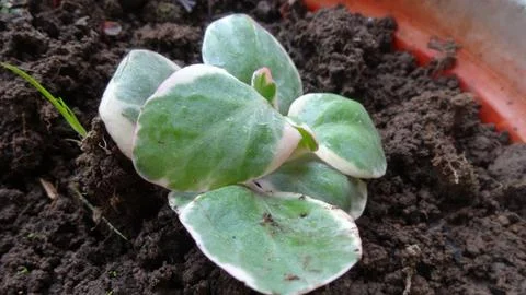 Variegated Succulent in Soil Stock Photos