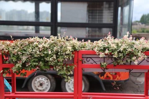 Variegated trailing plants spilling over a bright red railing planter in an.. Stock Photos