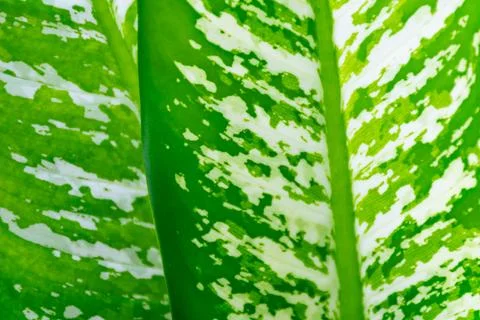 Variegated Tropical Leaf Texture Closeup Stock Photos