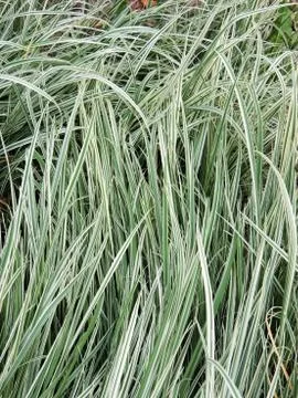 Variegated tuber oat grass. Background Foto stock