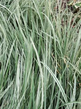 Variegated tuber oat grass. Background Foto stock
