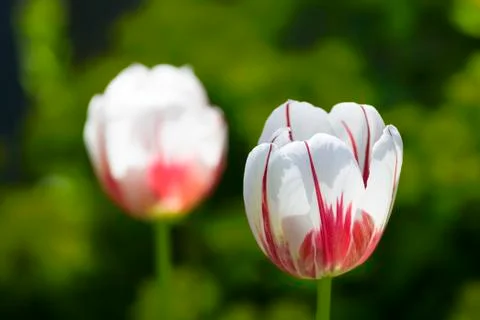 Variegated tulips Stock Photos