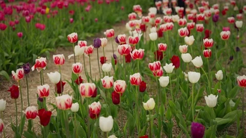 Variegated Tulips in Spring Field. Concept of Natural Beauty Stock Footage 263769173