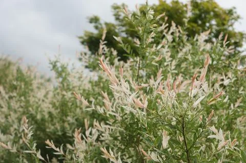 Variegated Willow Tree Foliage Foto stock