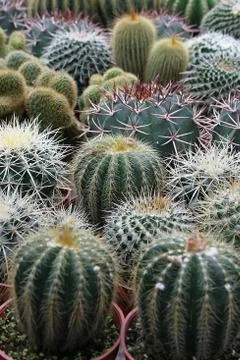Varies Cactuses Stock Photos