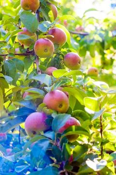 Varietal apples with a red side on a tree branch with foliage on a summer day Stock Photos