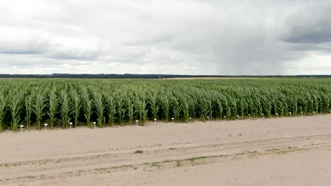 Varietal experiments of corn, corn, video from a drone Stock Footage 133119083