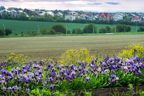 Varietal iris on the edge of the field, close up on the village Stock Photos