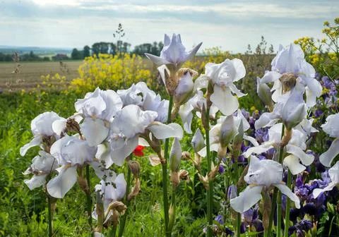 Varietal irises of white color on the edge of the field, close up Stock Photos
