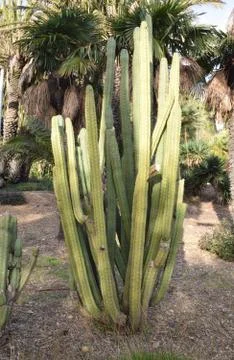 Varieties of Cactus in the park Stock Photos