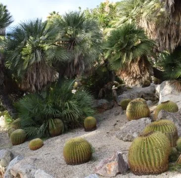 Varieties of Cactus in the park Stock Photos