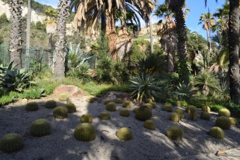 Varieties of Cactus in the park Foto stock