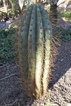 Varieties of Cactus in the park Stock Photos
