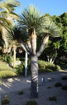 Varieties of Cactus in the park Stock Photos