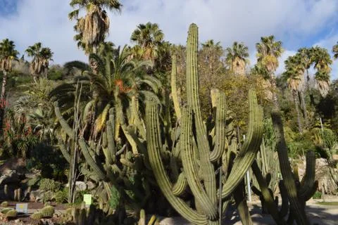 Varieties of Cactus in the park Stock Photos