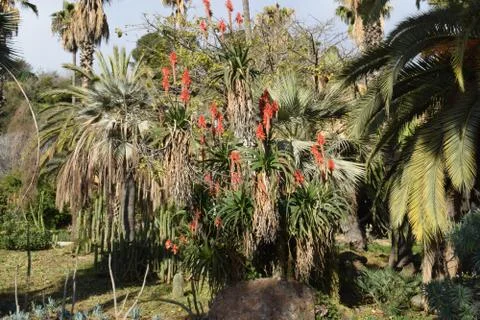 Varieties of Cactus in the park Stock Photos