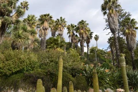 Varieties of Cactus in the park Stock Photos