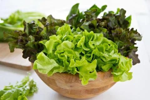 Varieties of Lettuce Stock Photos