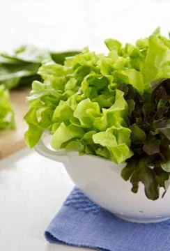 Varieties of Lettuce Stock Photos