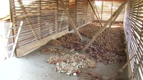 Varieties of onions drying in a barn Stock Footage 54362950