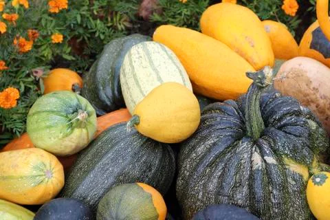 Varieties of pumpkins and squashes Stock Photos