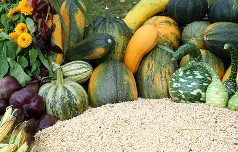 Varieties of pumpkins and squashes Stock Photos