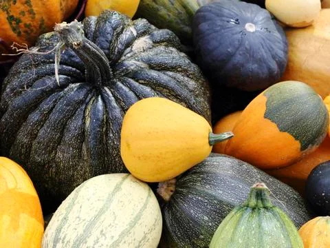 Varieties of pumpkins and squashes Stock Photos
