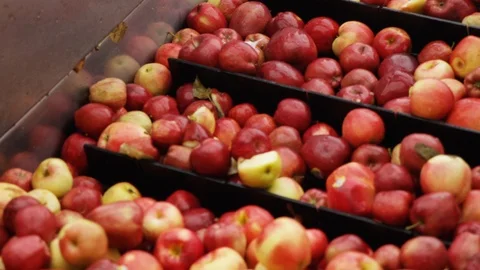 Varieties of red apples are sorted on line at orchard farm C Stock Footage 124329379