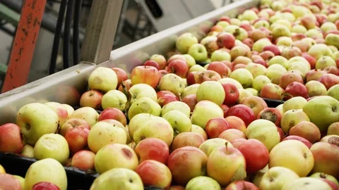 Varieties of red apples are sorted on line at orchard farm E Stock Footage 124329521