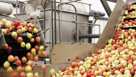 Varieties of red apples are sorted on line at orchard farm G Stock Footage 124329696
