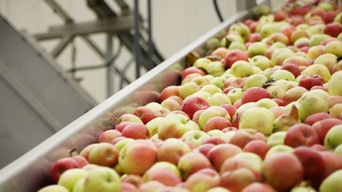 Varieties of red apples are sorted on line at orchard farm F Vídeo Stock 124329698