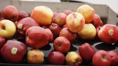 Varieties of red apples are sorted on line at orchard farm J Stock Footage 124329792
