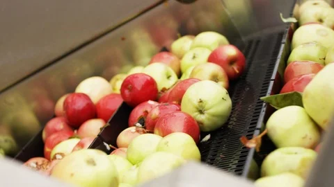 Varieties of red apples are sorted on line at orchard farm H Stock Footage 124329794