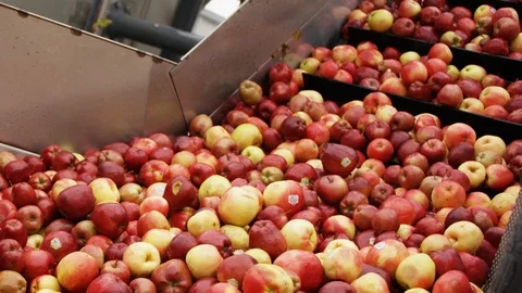 Varieties of red apples are sorted on line at orchard farm K Stock Footage 124329931