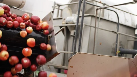 Varieties of red apples are sorted on line at orchard farm L Stock Footage 124329958
